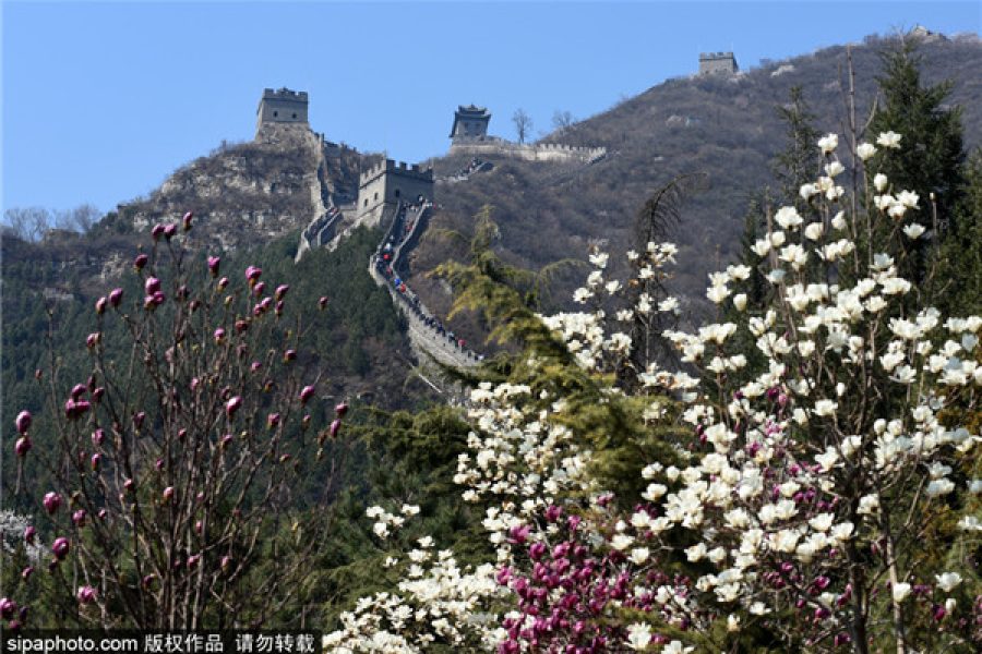 Spring Limited: Trains to and from Chunchun (Juyongguan Great Wall)